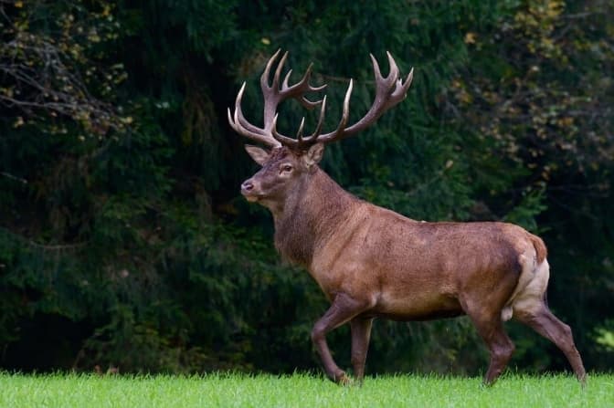 Київські патрульні спіймали оленя, який бігав вулицями міста, і випустили в лісі