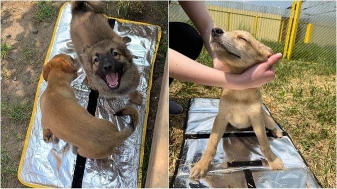 ФОТО: «УКРАЇНА БЕЗ СМІТТЯ»