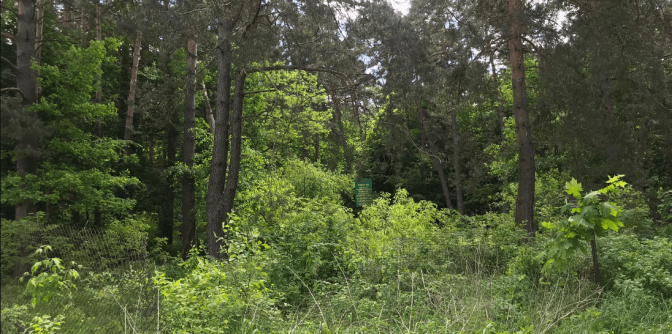 Родина підсанкційного ексдепутата Львівської облради виключила майже 2 га з лісництва у Брюховичах