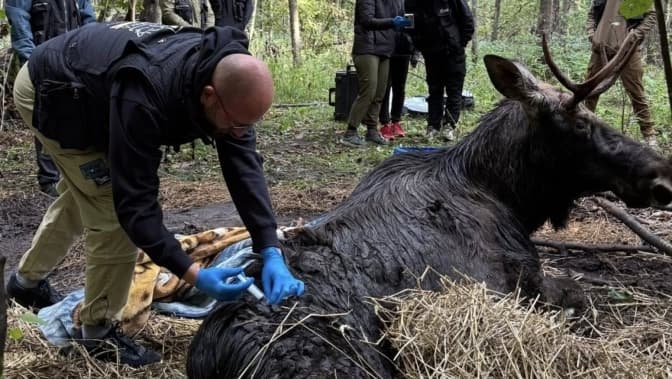 Львівські волонтери рятують лося, який три дні пролежав у болоті на Рівненщині