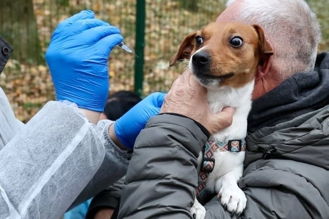У львівському парку безкоштовно вакцинуватимуть котів та собак від сказу