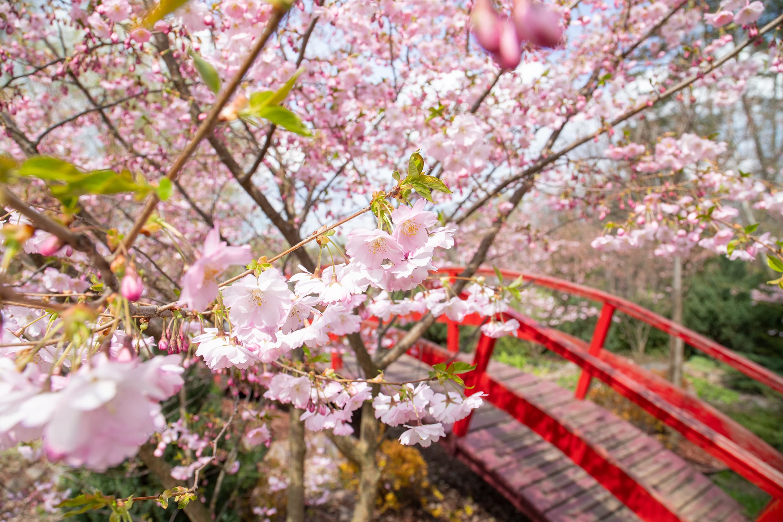 Сакури. Фото: КМДА
