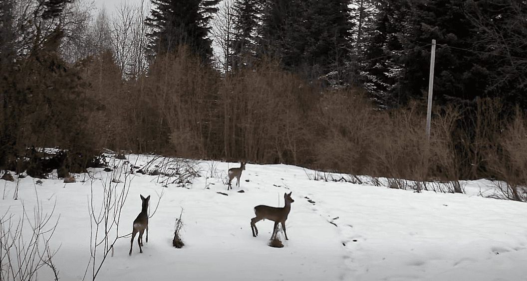 Скриншот з відео прикордонників