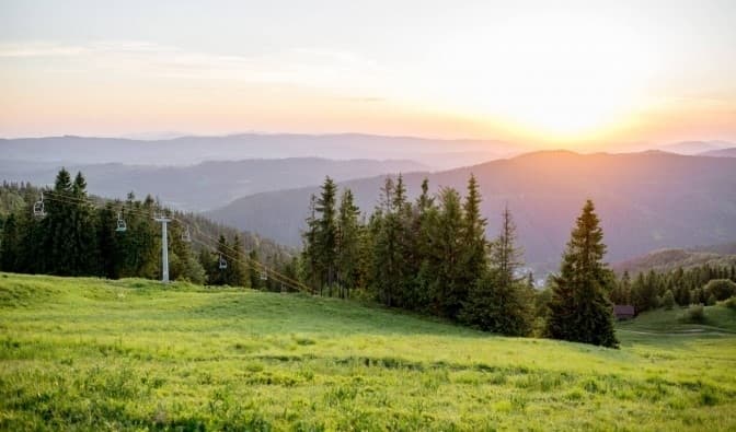 Для холдингу «ОККО» Козицький виділив 110 га лісу в Карпатах