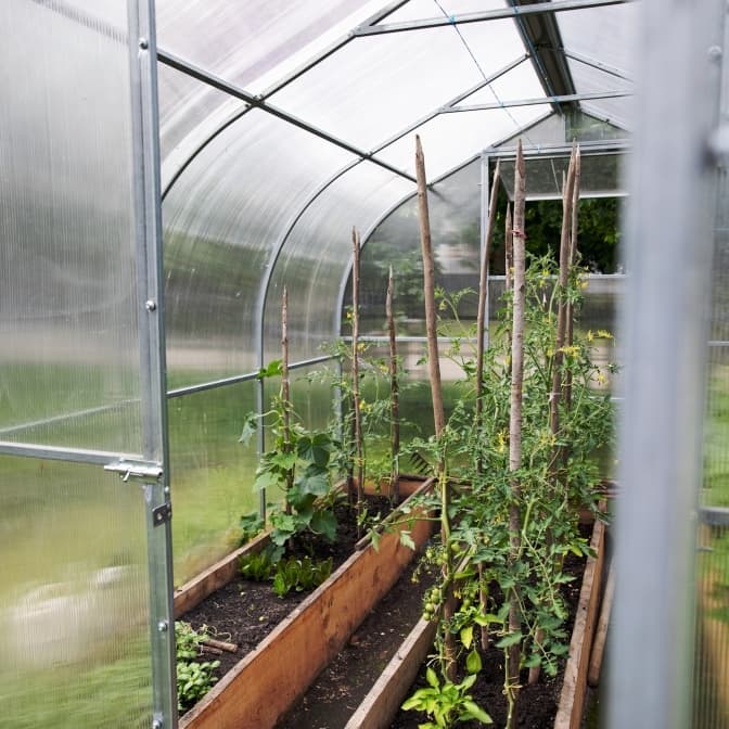 Встановили теплицю і вирощують овочі: у дитсадку у Львові реалізували оригінальний проєкт