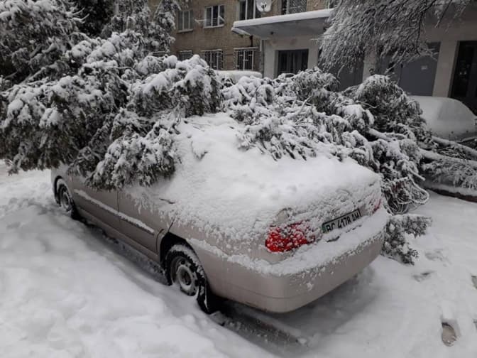 У Львові негода повалила майже сотню дерев. Фото