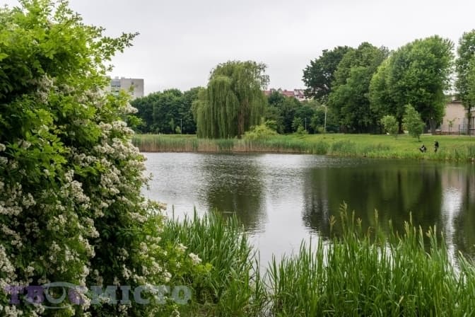 Озеро в парку «Горіховий гай» / Твоє Місто