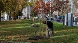 Цього року у Львові зрізали в 15 разів більше дерев, ніж посадили