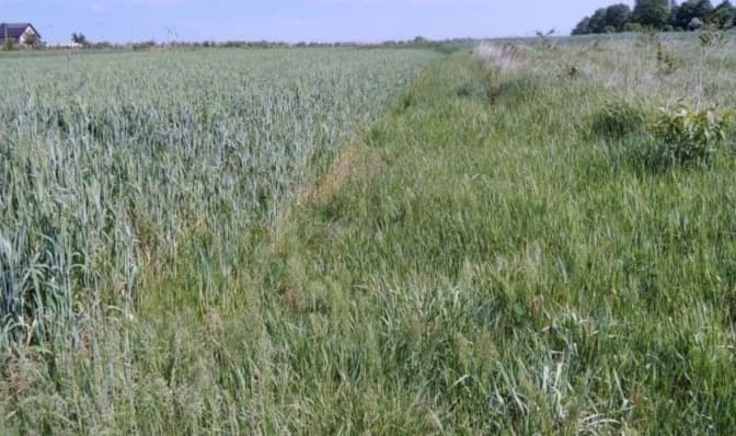 У Львівській громаді на аукціоні продадуть три земельні ділянки