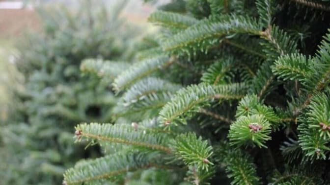 Львів'ян закликають не викидати ялинки. Куди приносити