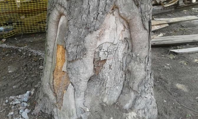 Фото: Управління екології та природних ресурсів департаменту містобудування ЛМР