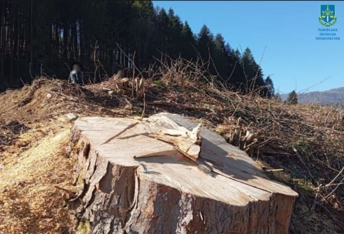 На Львівщині судитимуть чоловіка за незаконну порубку лісу на 260 тис. грн