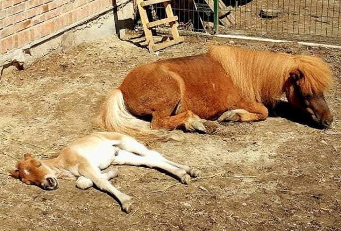 У Львівському екоцентрі народилось лошатко поні. Фото