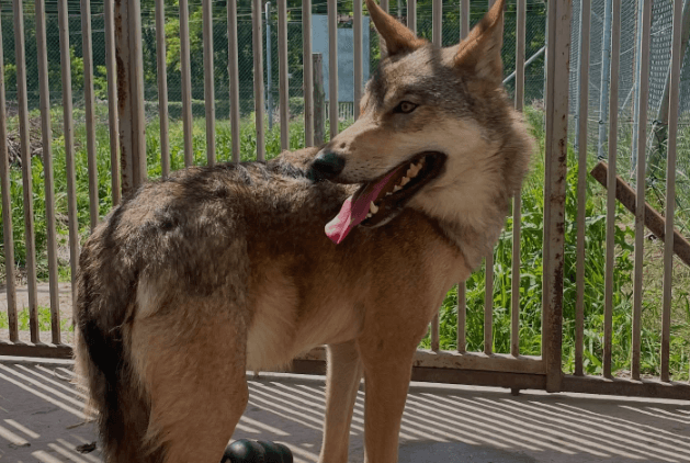 У квартирі в Києві два роки тримали справжнього вовка