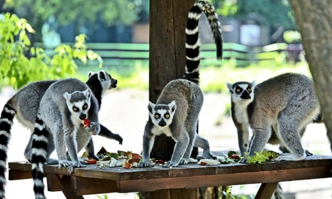 Фото: Київський зоопарк