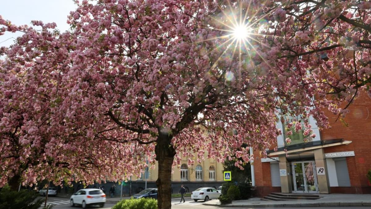 У Франківському районі Львова висадили алею з 10 сакур