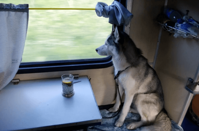 У потягах змінюють правила перевезення тварин, – Укрзалізниця