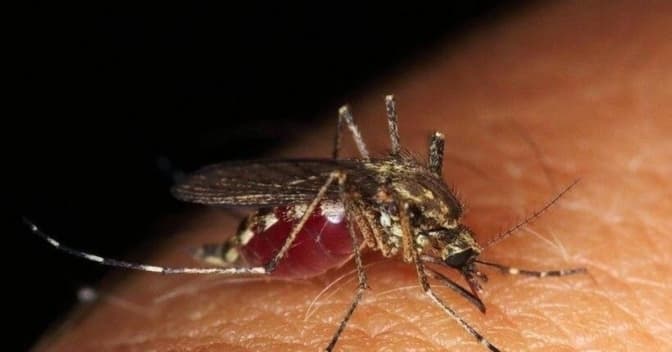 У Львові хірурги дістали з-під ключиці 73-річної жінки 12-сантиметрового паразита