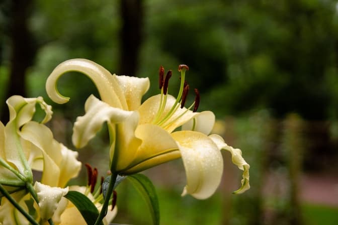 Фото: управління екології Львова