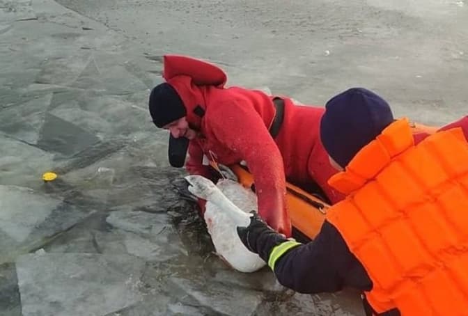 Вмерз у кригу. На Київщині врятували лебедя