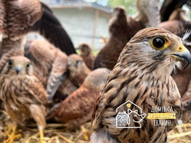 Фото: Домівка врятованих тварин