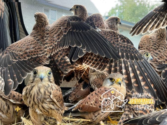 У львівській «Домівці врятованих тварин» випустили на волю 22 боривітрів