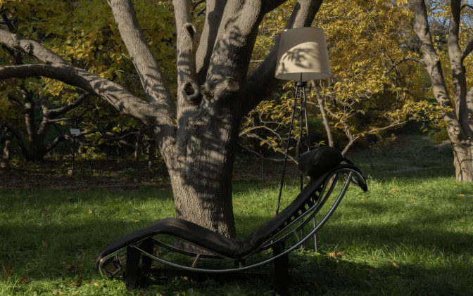 У ботсаду в Києві облаштували «кабінет магнолії-терапевтки». Де шукати