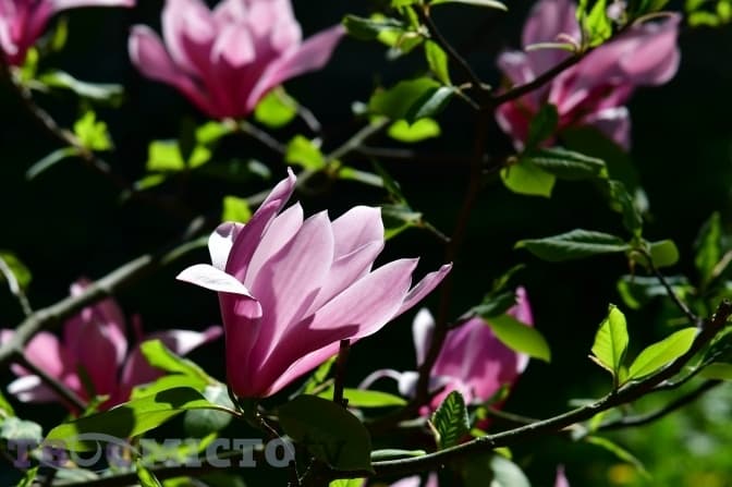 У подвір'ї Дому Франка розцвіла магнолія. Фото