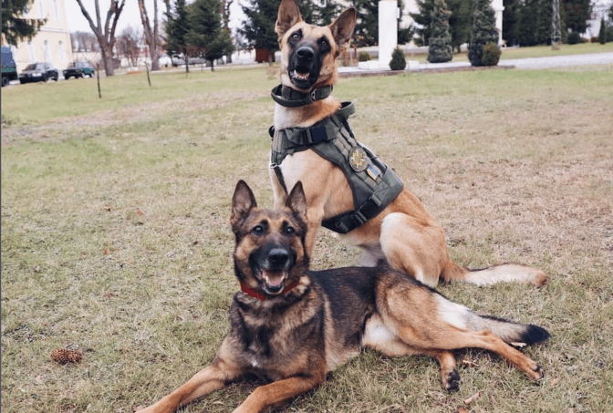 На Львівщині проходять підготовку собаки, які відповідатимуть за безпеку перших осіб держави