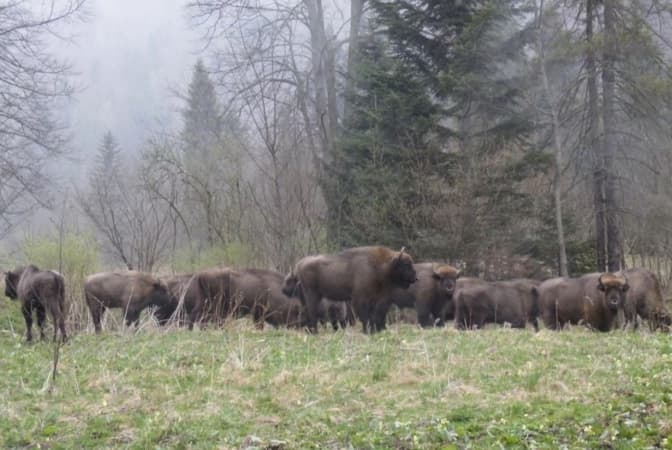На Львівщині зростає популяція зубрів: у Сколівських Бескидах мешкає майже пів сотні особин