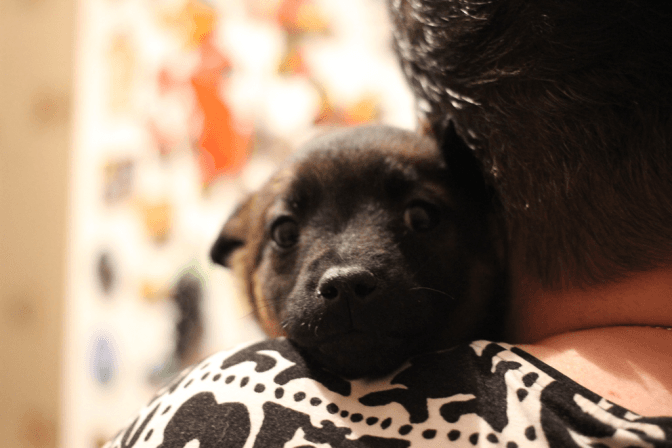 Зеленський підписав закон про посилення відповідальності за жорстоке поводження з тваринами