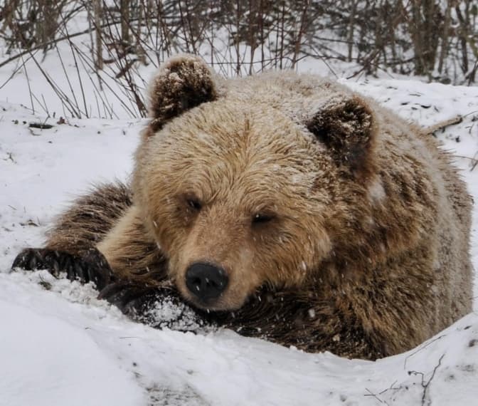 Попри аномально теплу погоду цієї зими ведмеді у притулку «Домажир» заснули