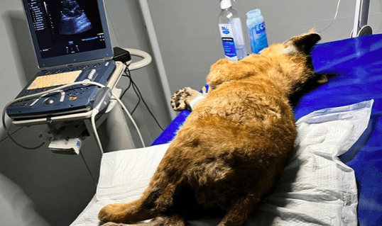 Евакуйованим левеняткам із Донеччини потрібна допомога. Як долучитися