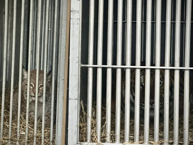 Рись Урса та тигр Мір з Київщини вирушили за кордон для тривалої реабілітації