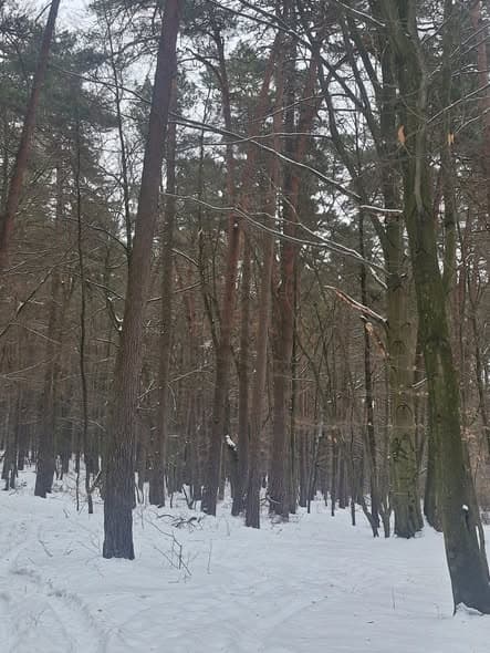 У Львові не дозволять вирубку лісу у Брюховичах
