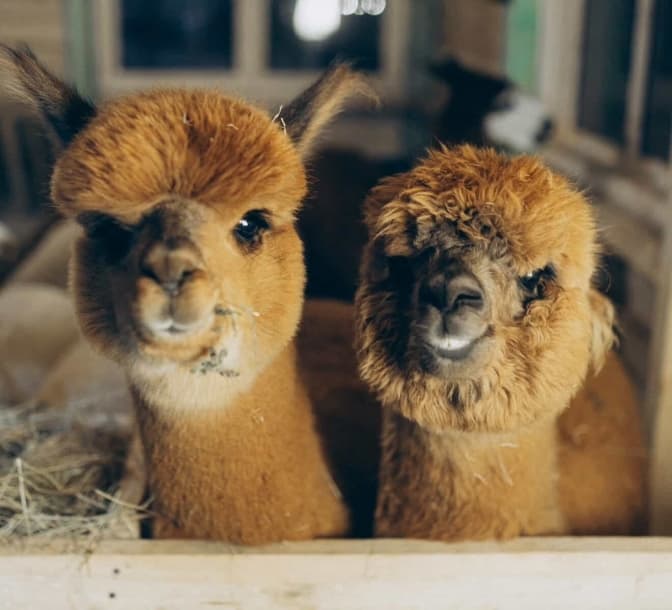 Фото надане "Альпакіо"