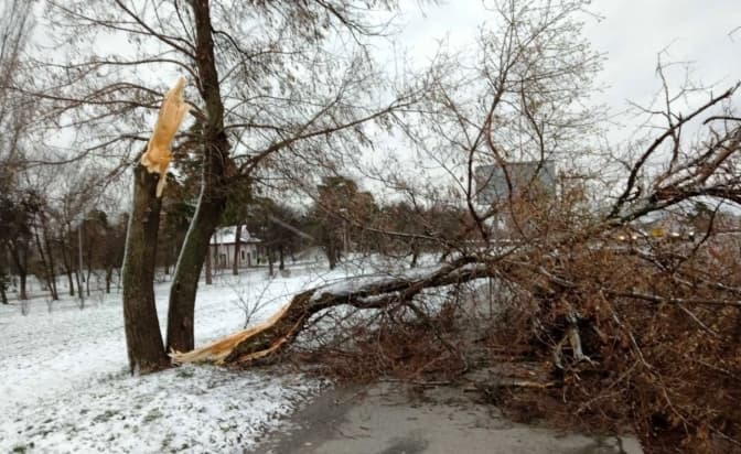 Фото: Київзеленбуд