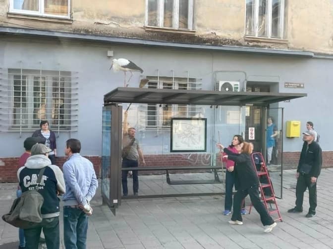 Заблукале лелеченя у Львові доправили у Домівку врятованих тварин. Фото