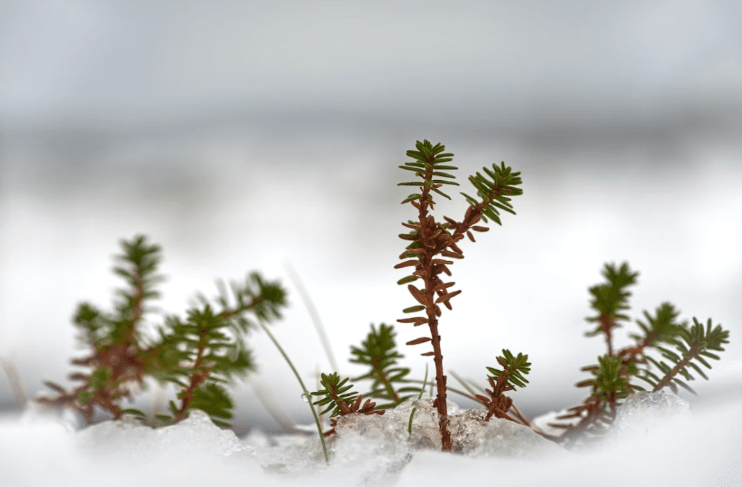 На Львівщину йде похолодання до -10 градусів