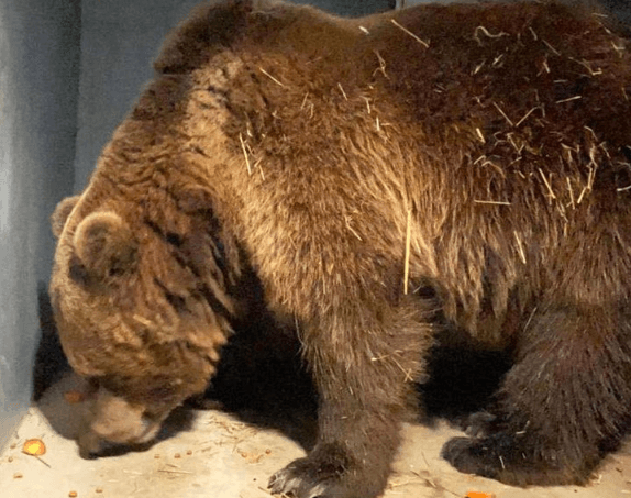 Фото: Ведмежий притулок Домажир