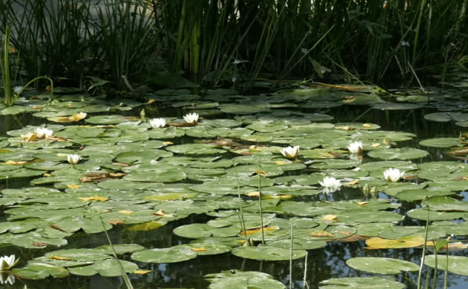 В озеро Підбірне в Києві незаконно зливали побутові відходи