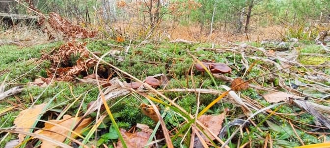 Територію на Львівщині, яку не розорювали понад 300 років, хочуть оголосити ботанічним заказником