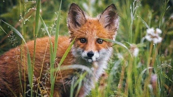 Завтра на Львівщині розпочнуть вакцинацію диких тварин від сказу