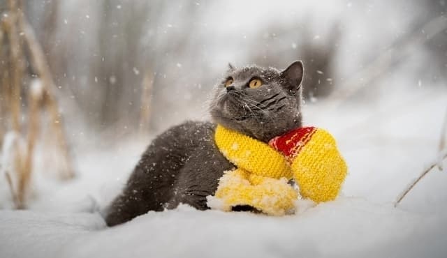 фото умовне