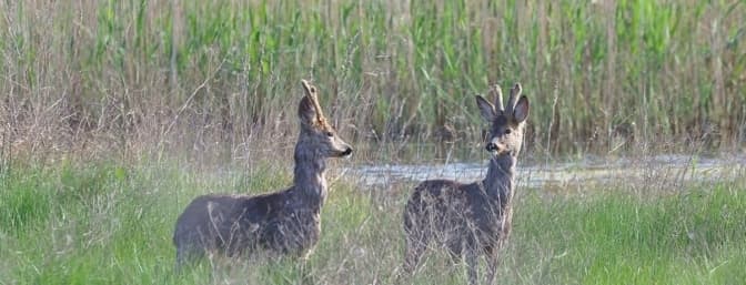 На Львівщині виявили факт браконьєрства: загинули дві козулі