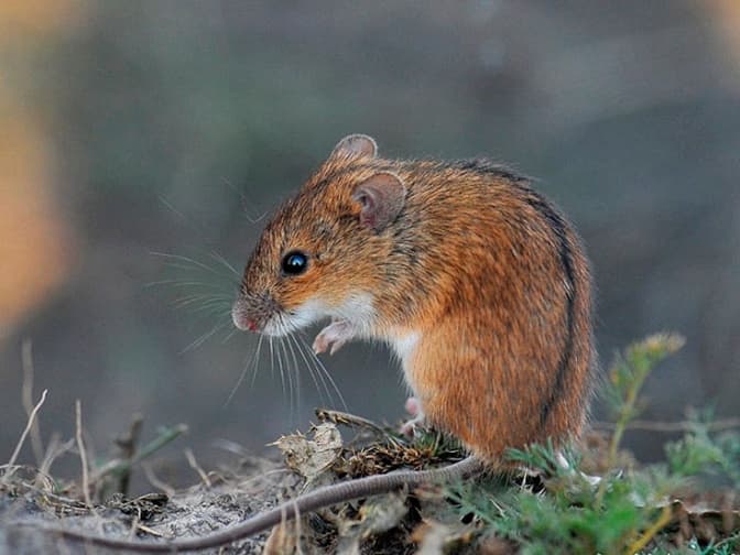 Держспоживслужба попереджає про шкідників на полях Львівщини