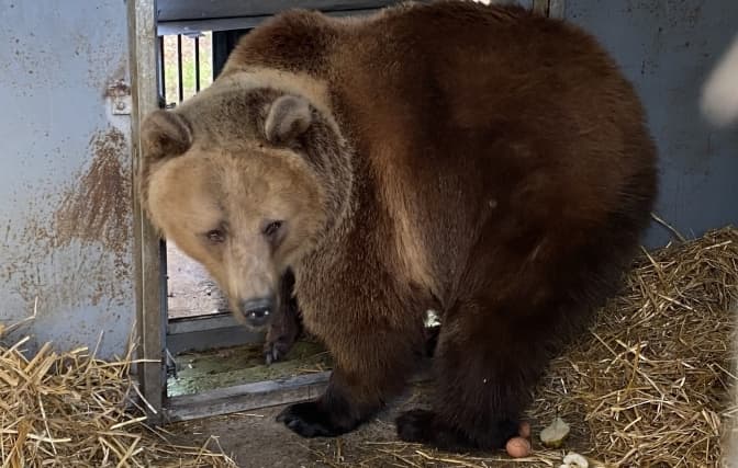 На Львівщину екстрено доправили двох ведмедів з Донеччини