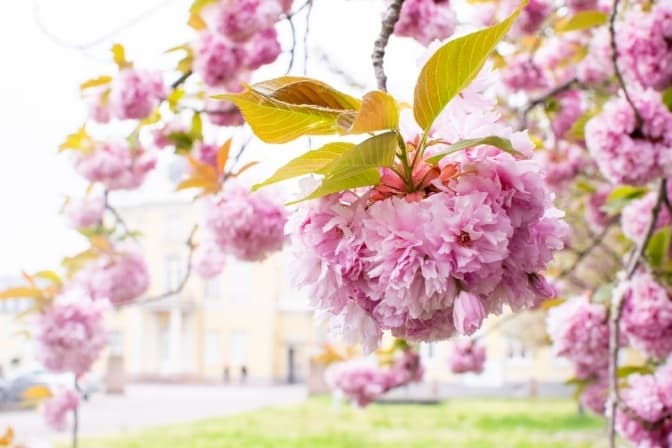 Як цього року будуть зараховувати дітей у перший клас та де у Львові зацвіли сакури. Головне за добу