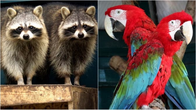 Фото: Київський зоопарк