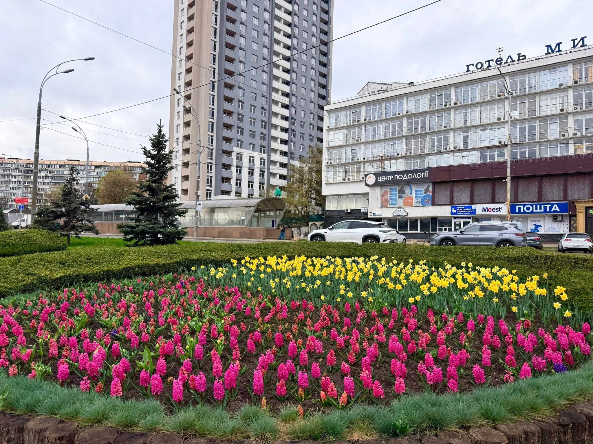 Квіти. Фото: "Київзеленбуд"